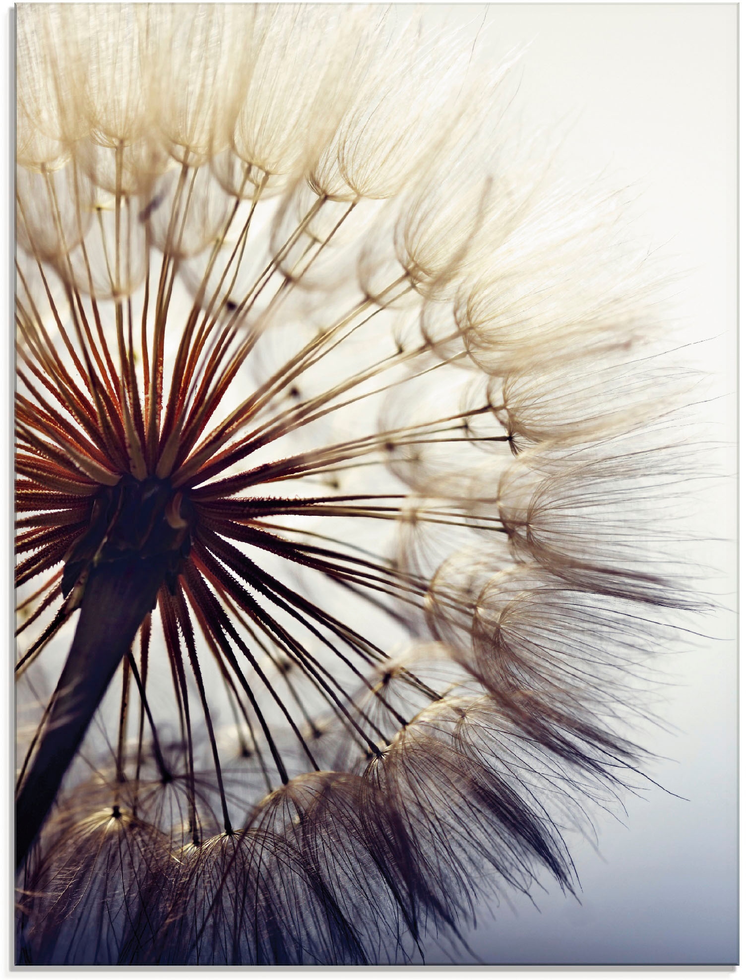 Glasbild verschiedenen Pusteblume«, in Blumen, (1 bei »Große OTTO online St.), Größen Artland