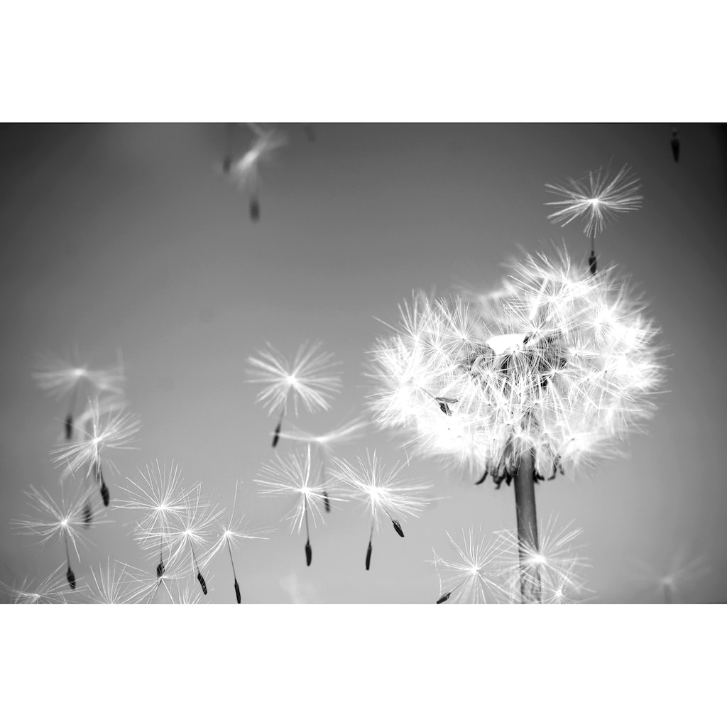 Papermoon Fototapete »Pusteblume Schwarz & Weiß«