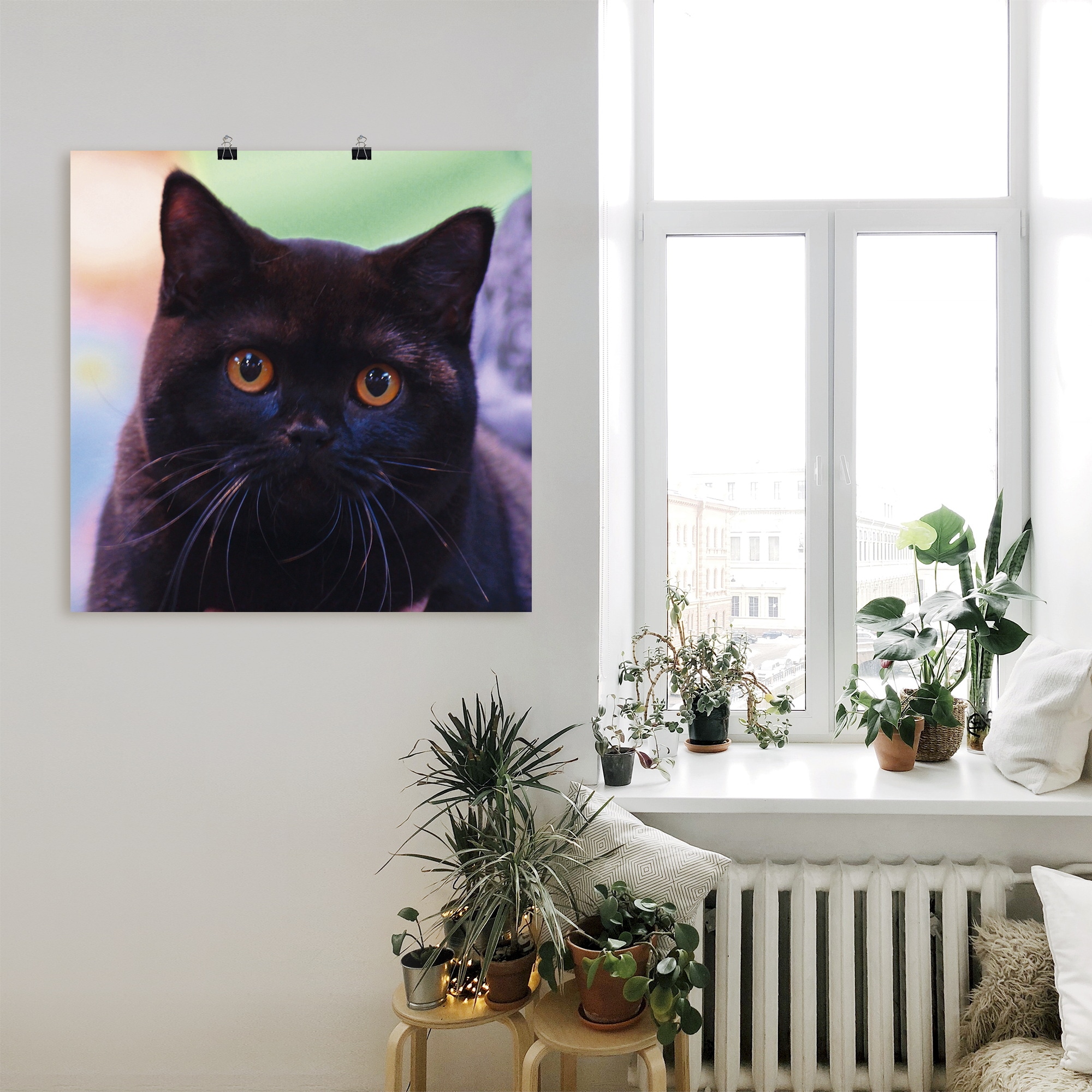 Artland Wandbild »Schwarze Britisch Kurzhaarkatze«, Haustiere, (1 St.), als Poster in verschied. Größen