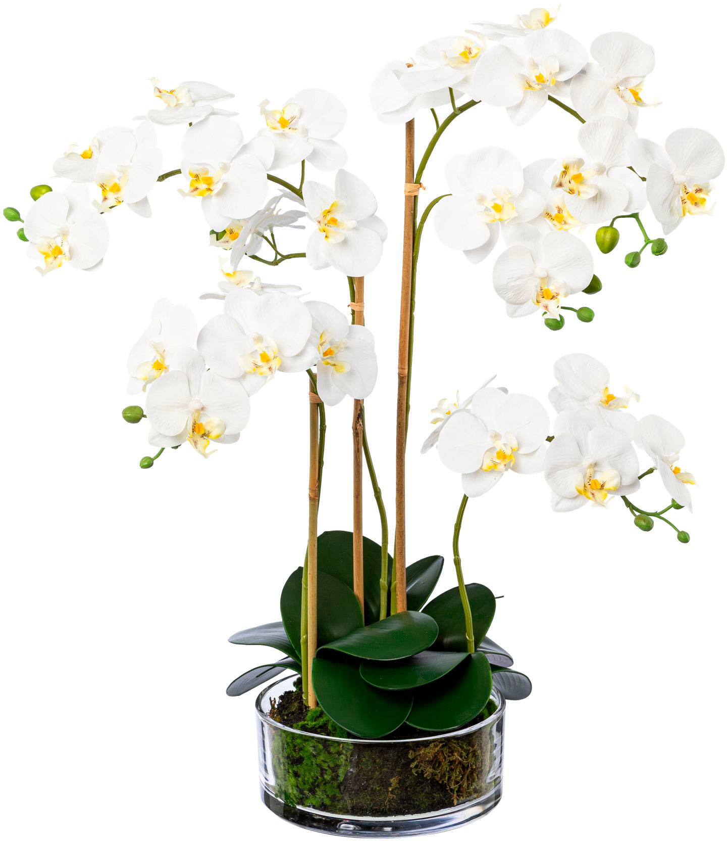 Creativ green Kunstorchidee »Phalaenopsis im Glas«, (1 St.) bei OTTO