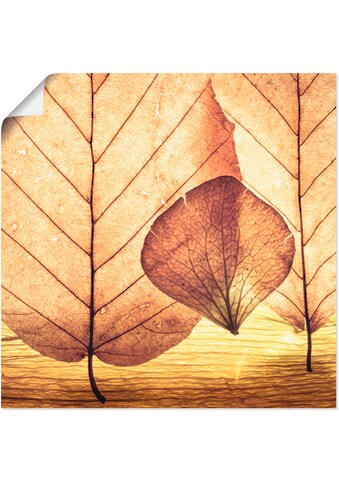 Artland Wandbild »Losgelöst«, Blätter, (1 St.), in vielen Größen & Produktarten -... kaufen