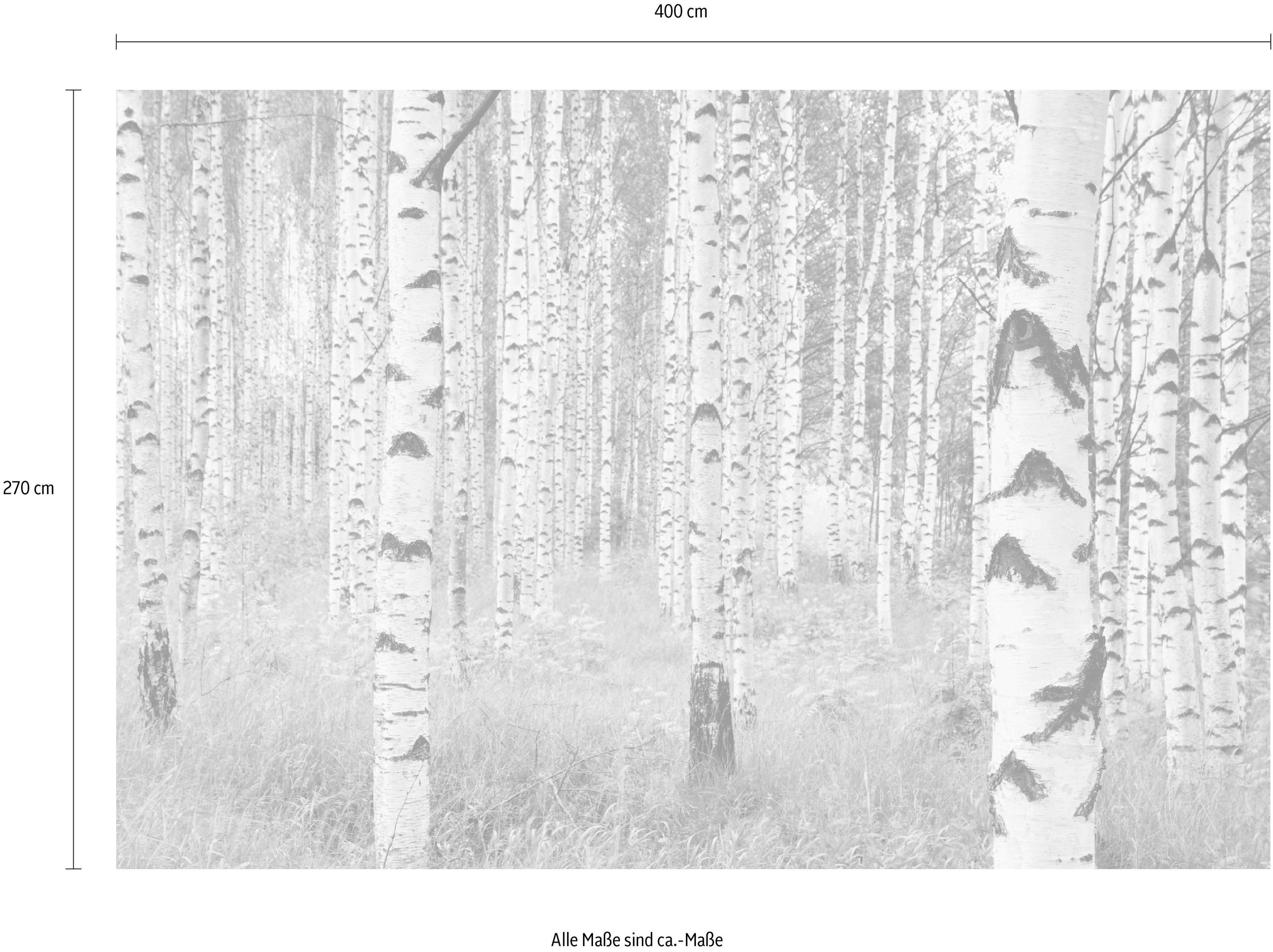 Komar Vliestapete »Digitaldruck Vlies -  Woods - Größe 400 x 270 cm« bedruckt glatt Wohnzimmer, Schlafzimmer