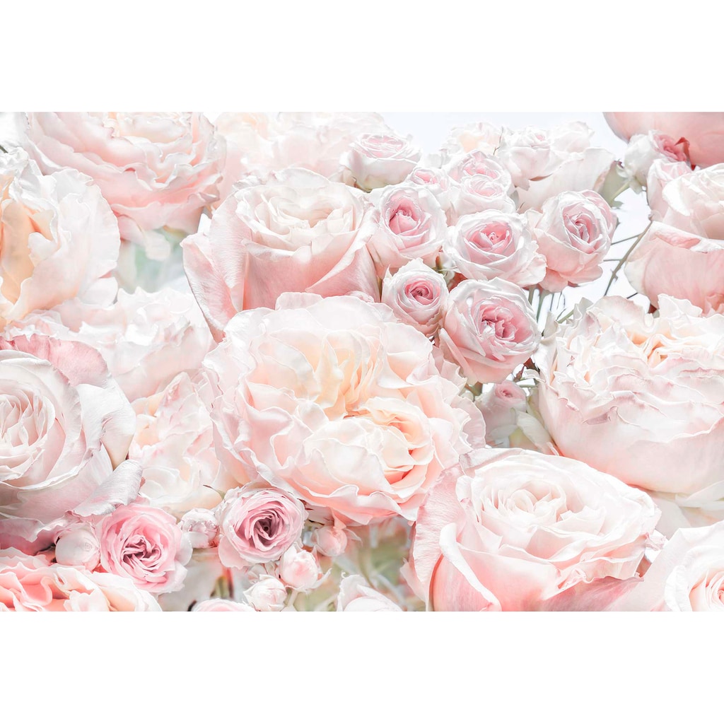 Komar Fototapete »Spring Roses«, bedruckt-Wald-geblümt, ausgezeichnet lichtbeständig
