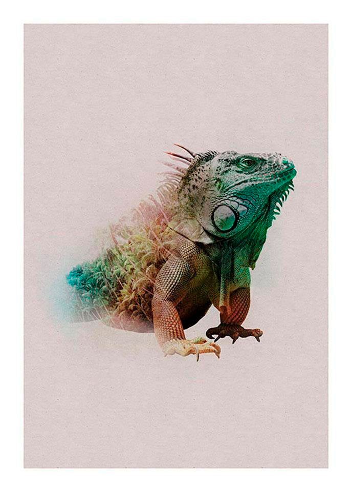 (1 Paradise Tiere, kaufen St.), OTTO bei Wohnzimmer »Animals online Komar Poster Iguana«, Kinderzimmer, Schlafzimmer,