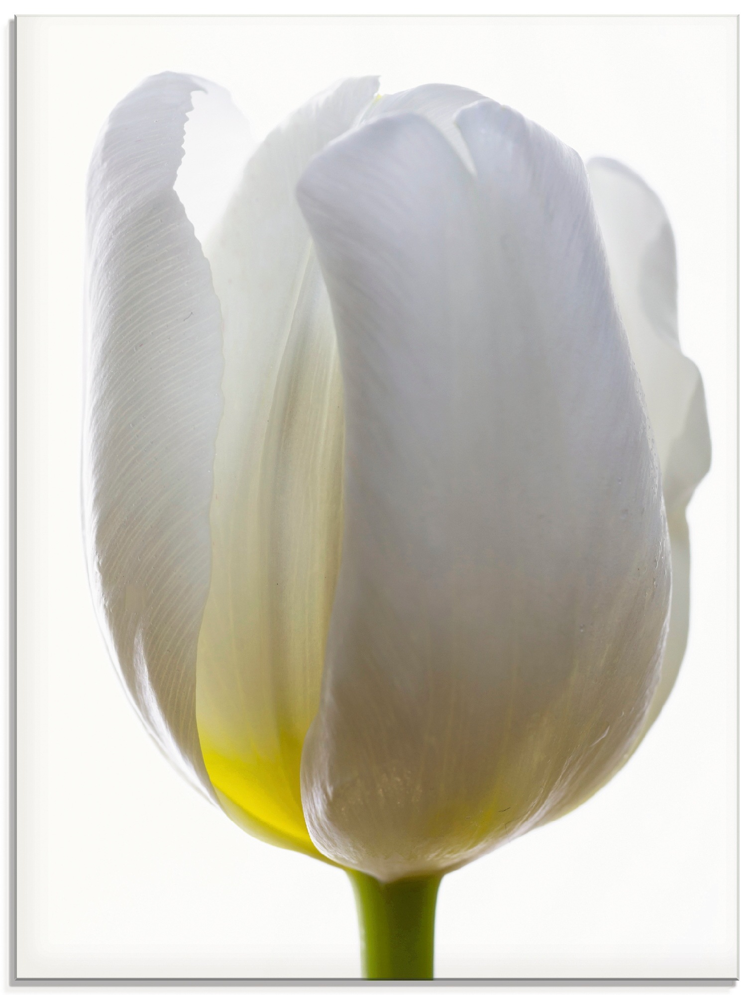 Artland Glasbild »Weiße Tulpe«, Blumen, (1 St.)