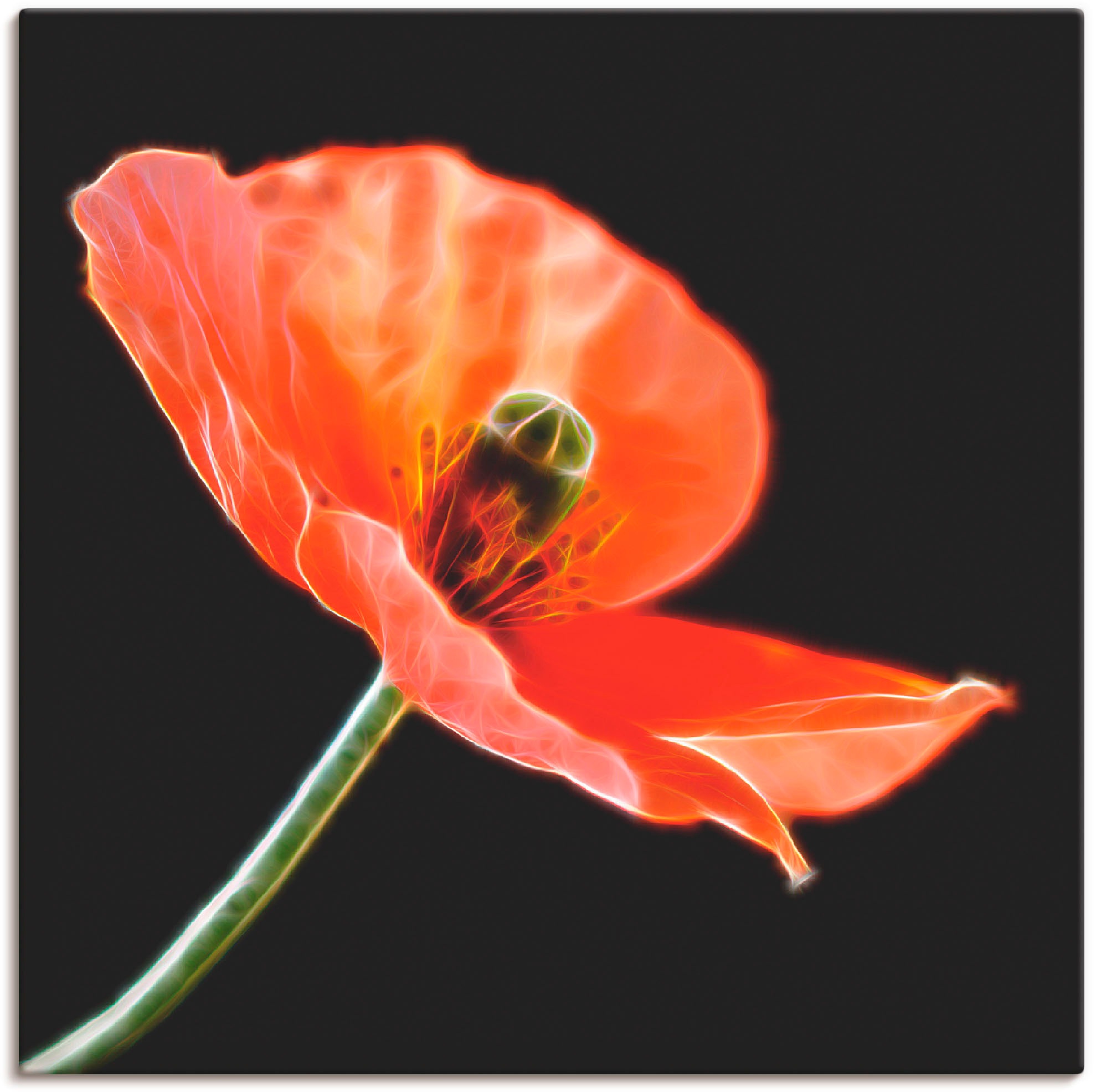 Artland Wandbild »Klatschmohn«, Blumen, (1 St.), in vielen Größen & Produktarten - Alubild / Outdoorbild für den Außenbereich, Leinwandbild, Poster, Wandaufkleber / Wandtattoo auch für Badezimmer geeignet