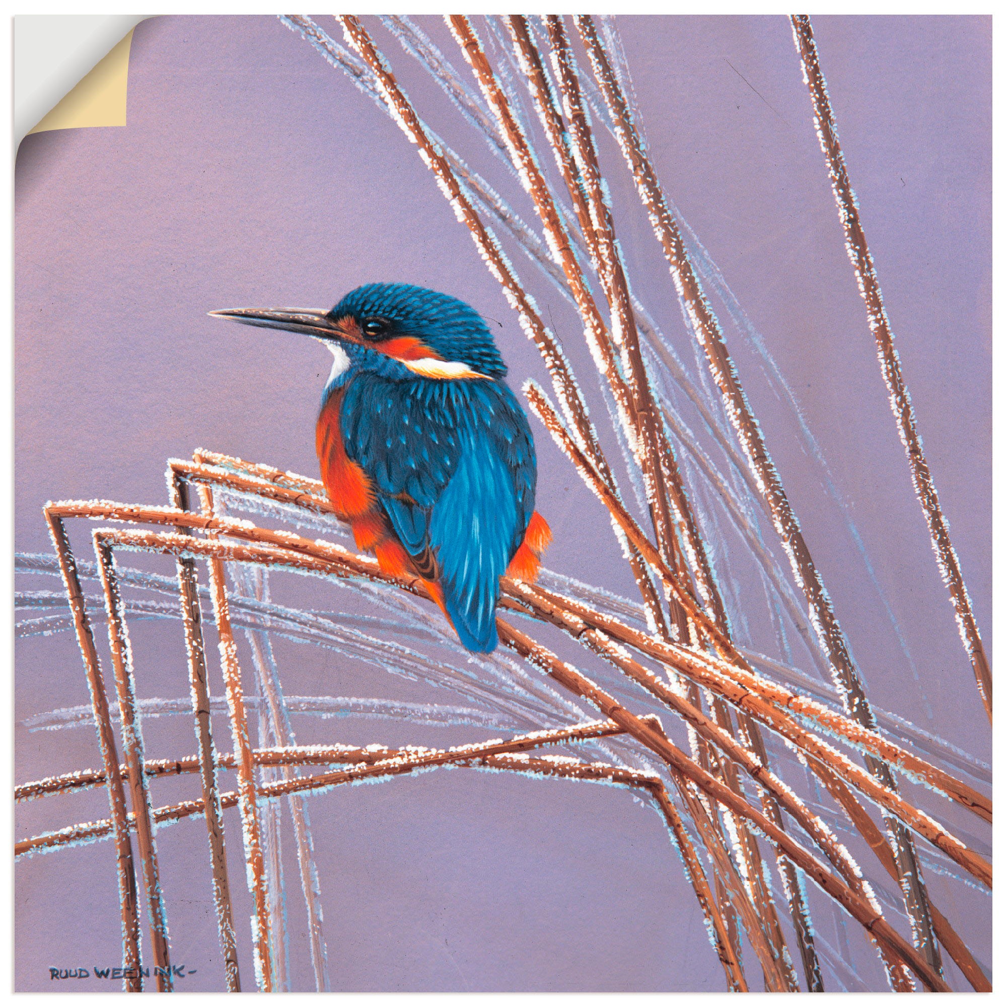 Artland Wandbild »Eisvogel II«, Vögel, (1 St.), in vielen Größen & Produktarten -Leinwandbild, Poster, Wandaufkleber / Wandtattoo auch für Badezimmer geeignet