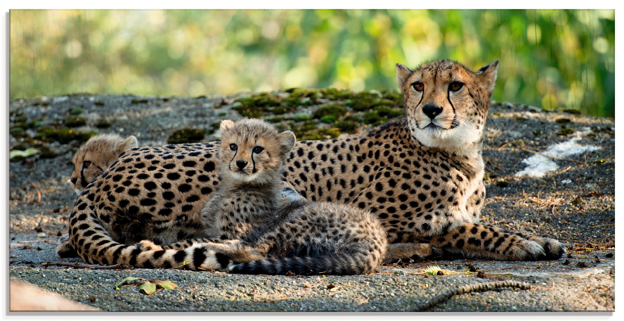 Glasbild »Gepard 2«, Wildtiere, (1 St.), in verschiedenen Größen