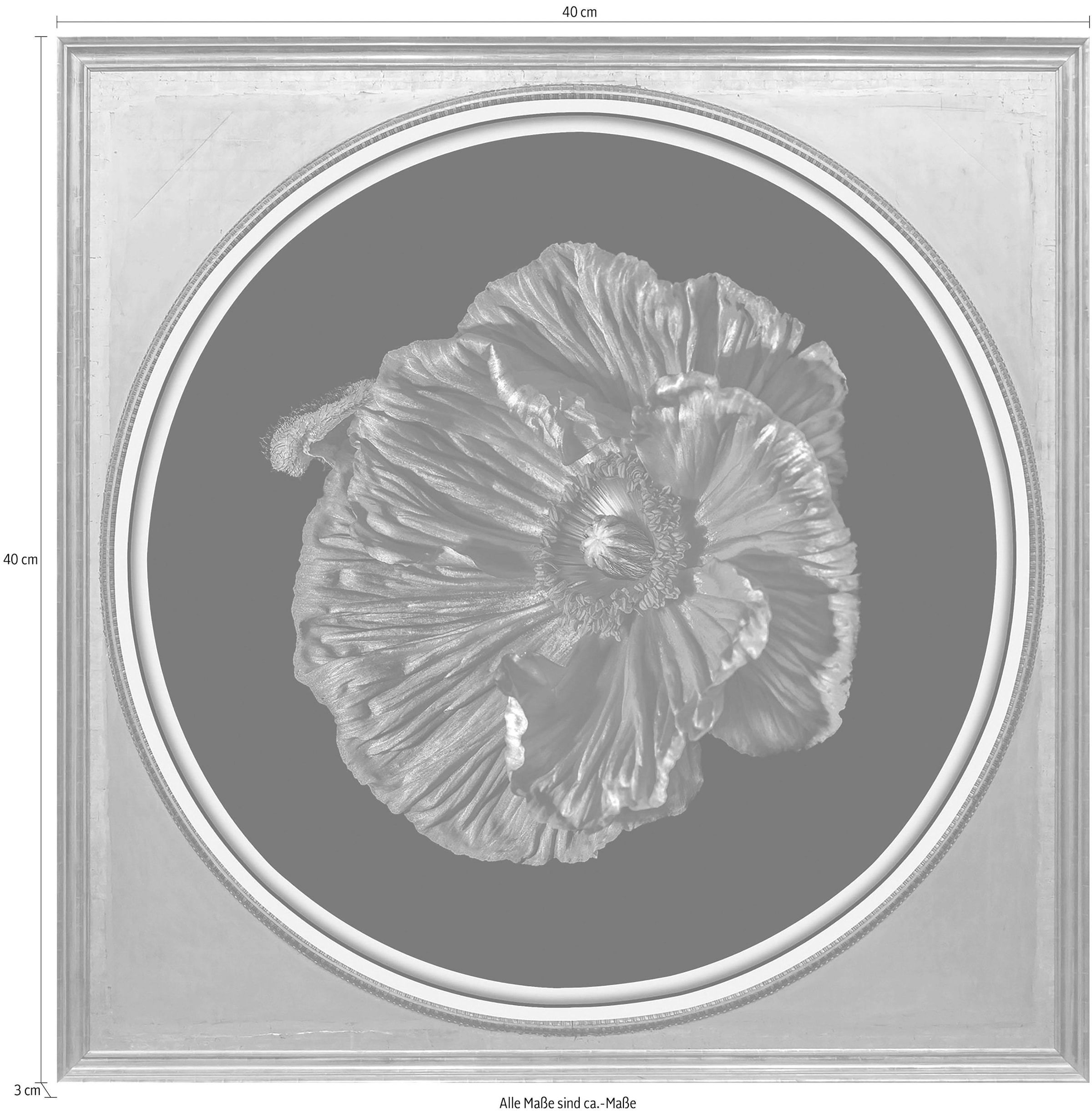 queence Acrylglasbild »Blüte« Blumen | Blumenbilder | Kunst | Pflanzen | Pflanzenbilder Fine Art-Print in Galeriequalität