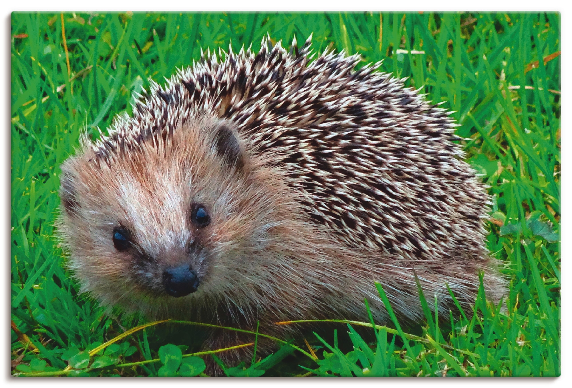 Artland Wandbild »Igel St.), Wandaufkleber in als OTTO Leinwandbild, Blick«, Größen bestellen Wildtiere, im (1 Poster oder Online versch. Alubild, Shop