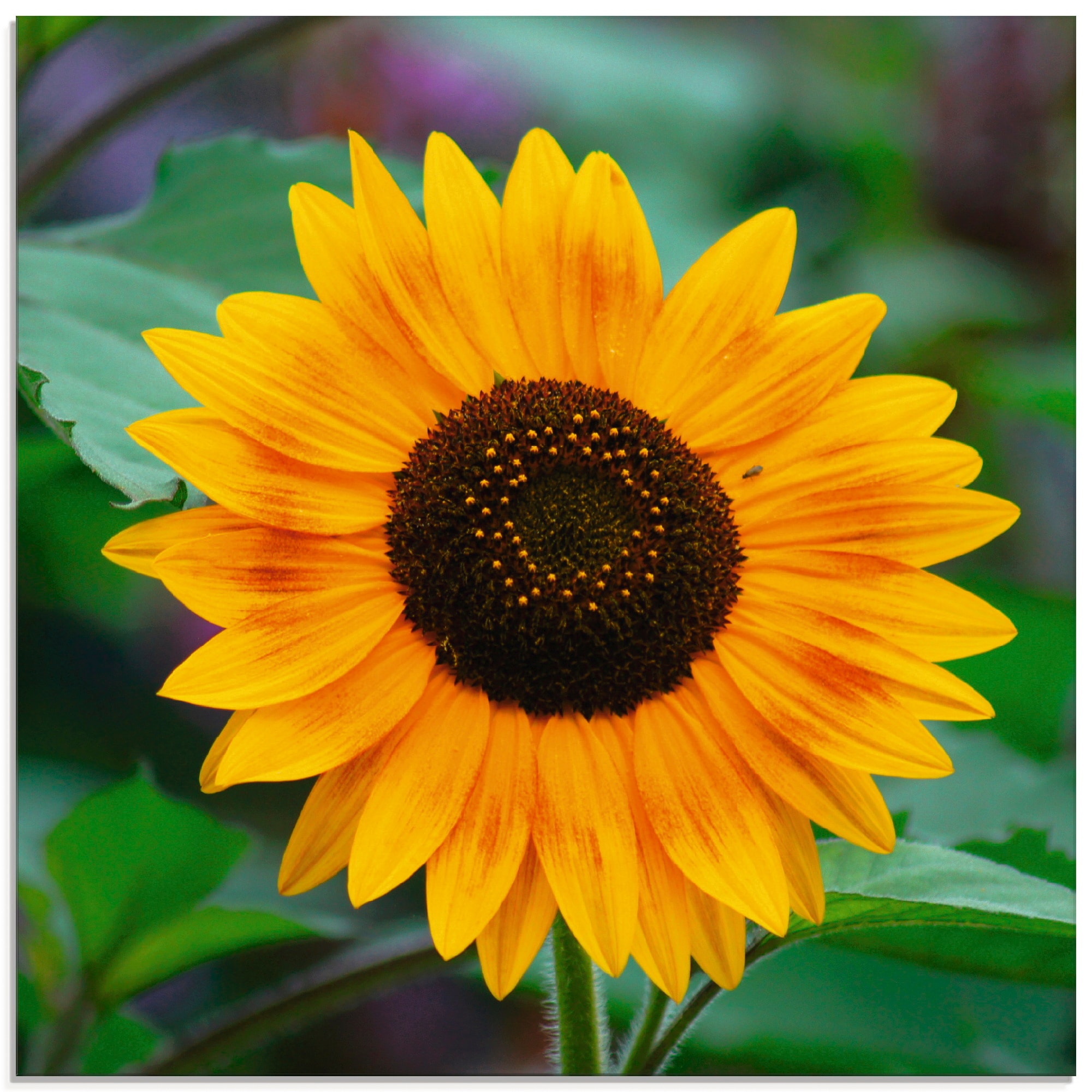 Glasbild »Sonnenblume«, Blumen, (1 St.), in verschiedenen Größen