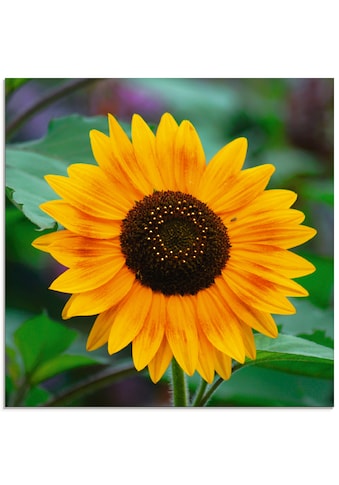 Glasbild »Sonnenblume«, Blumen, (1 St.)