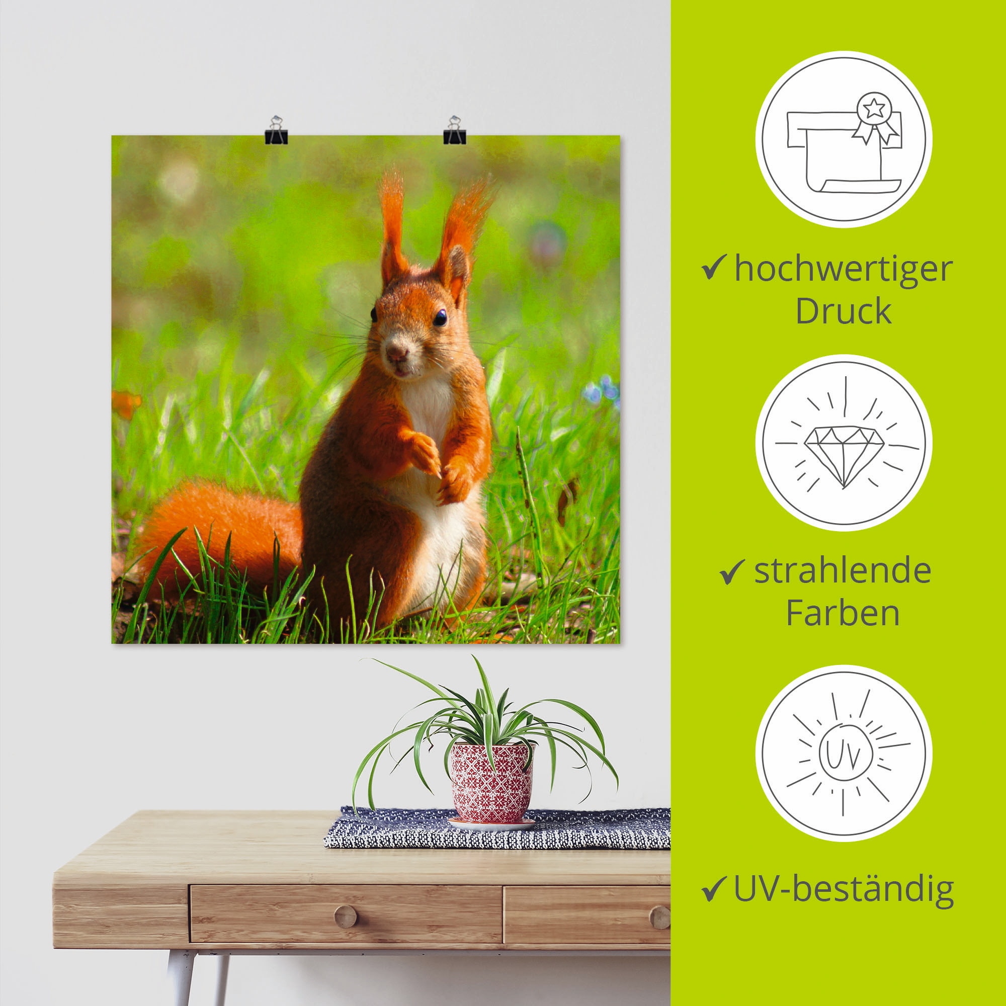 Artland Poster »Eichhörnchen Kontakt«, Wildtiere, (1 St.), als Leinwandbild, Wandaufkleber oder Poster in versch. Größen