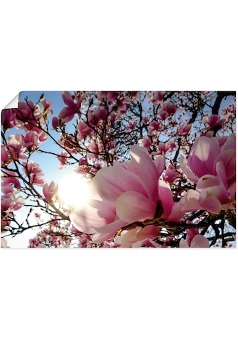 Artland Wandbild »Magnolienbaum im Sonnenschein«, Baumbilder, (1 St.), als Alubild,... kaufen