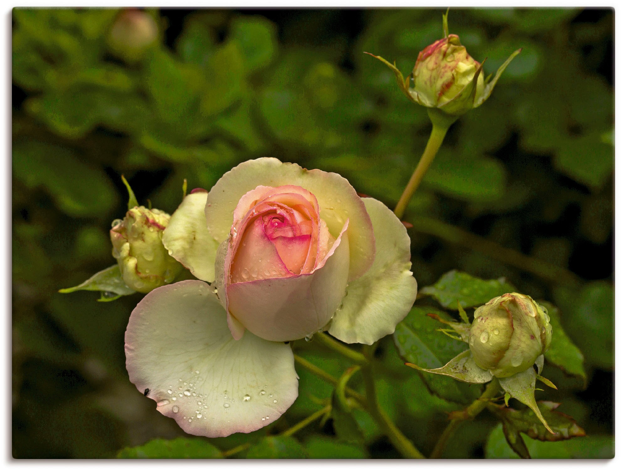 Artland Wandbild »Rosa Rose«, Blumen, (1 St.), als Leinwandbild,  Wandaufkleber oder Poster in versch. Größen im OTTO Online Shop