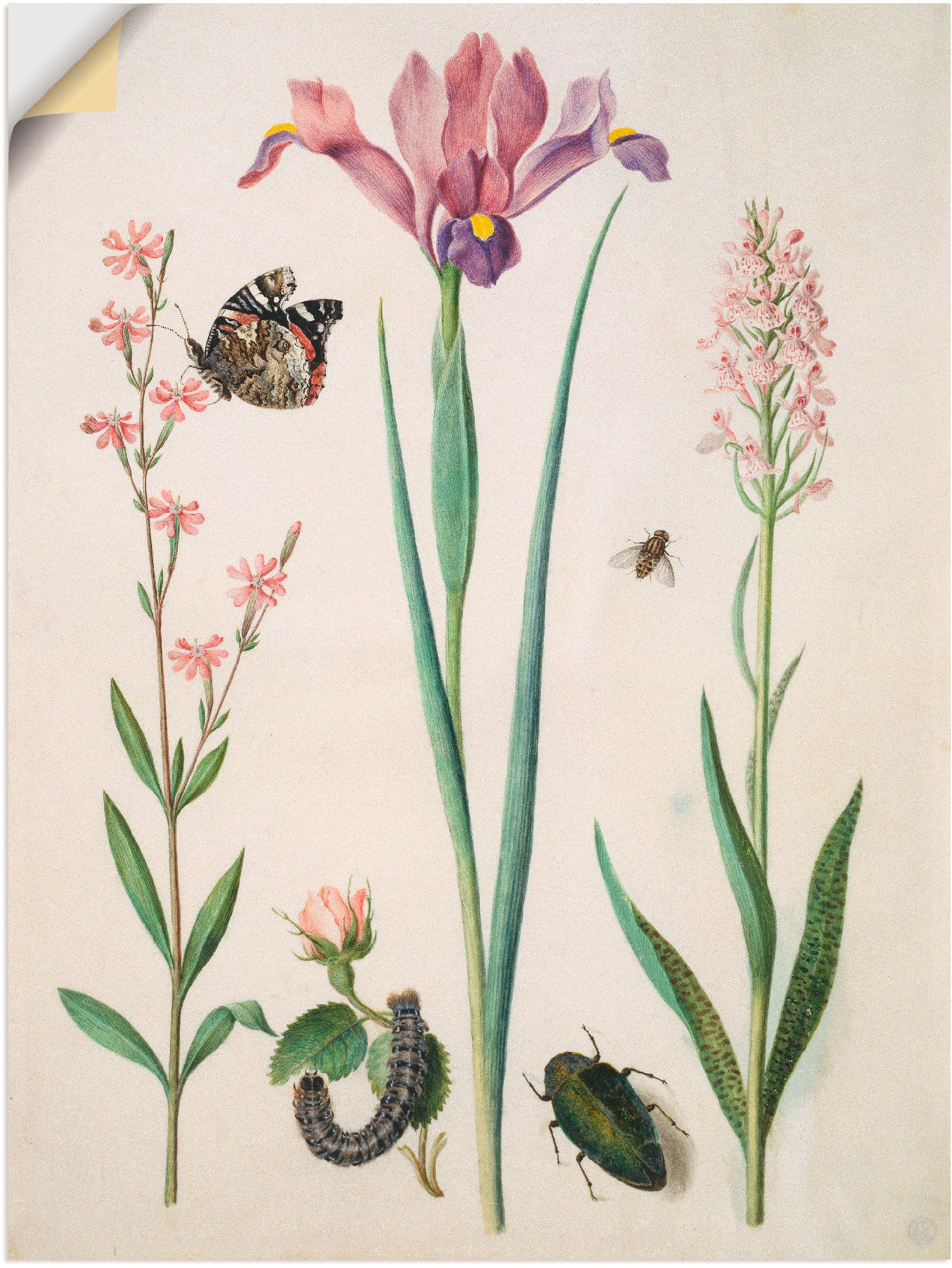 Artland Wandbild »Admiral, Rose verschied. Knabenkraut.«, (1 Größen bei als Poster, in Wandaufkleber Iris Pflanzen, OTTO St.)