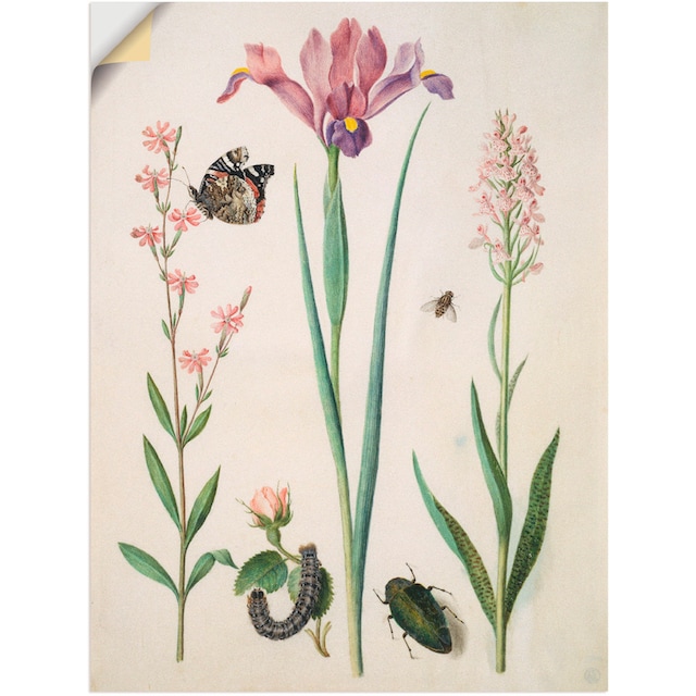 Artland Wandbild »Admiral, Rose Iris Knabenkraut.«, Pflanzen, (1 St.), als  Poster, Wandaufkleber in verschied. Größen bei OTTO