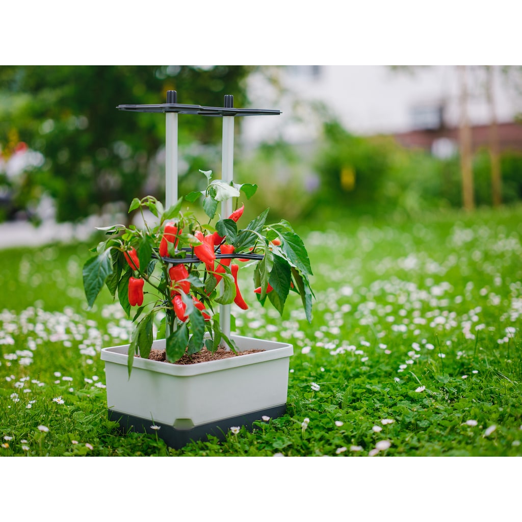 Gusta Garden Pflanzkübel »Charly Chili«