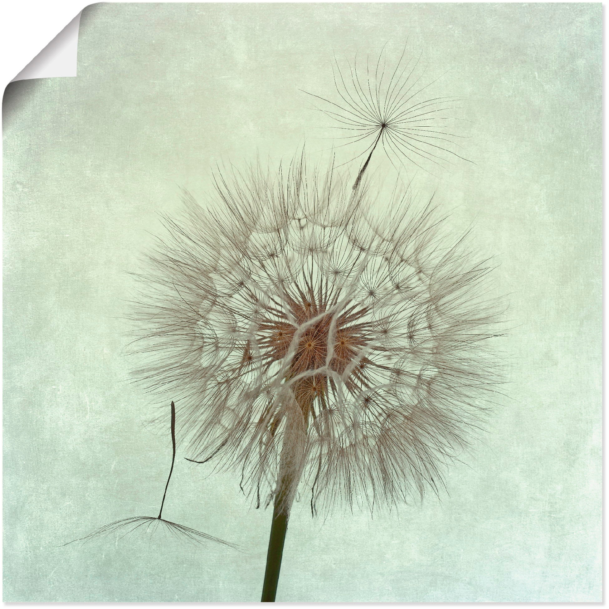 Artland Wandbild »Pusteblume in Blumen, versch. St.), oder II«, (1 Online im Shop Wandaufkleber Leinwandbild, Größen Poster als OTTO