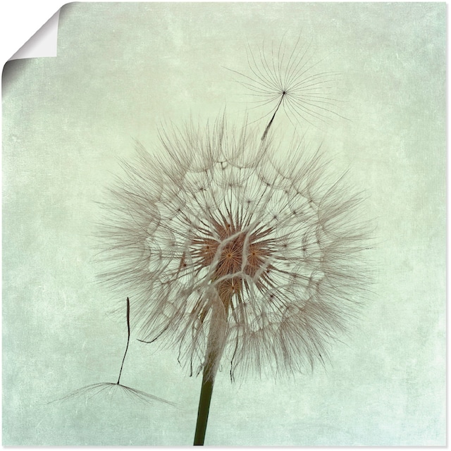 Artland Wandbild »Pusteblume II«, Blumen, (1 St.), als Leinwandbild,  Wandaufkleber oder Poster in versch. Größen im OTTO Online Shop