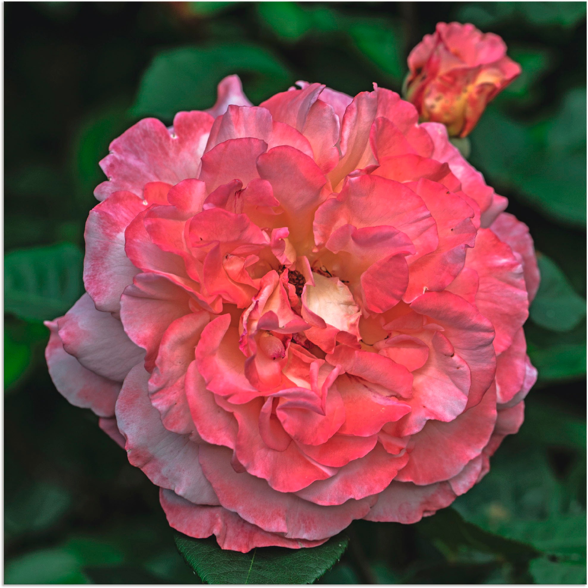Artland Wandbild »Rosa Rose«, Blumen, (1 St.), in vielen Größen & Produktarten - Alubild / Outdoorbild für den Außenbereich, Leinwandbild, Poster, Wandaufkleber / Wandtattoo auch für Badezimmer geeignet