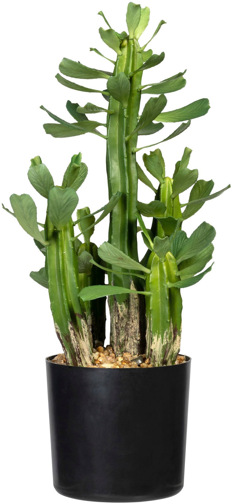 Creativ green Künstliche Zimmerpflanze »Sukkulente Euphorbie«, (1 St.)  bestellen online bei OTTO