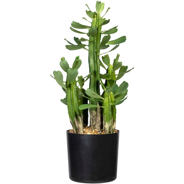 Creativ green Künstliche Zimmerpflanze »Sukkulente Euphorbie«, (1 St.)  bestellen online bei OTTO