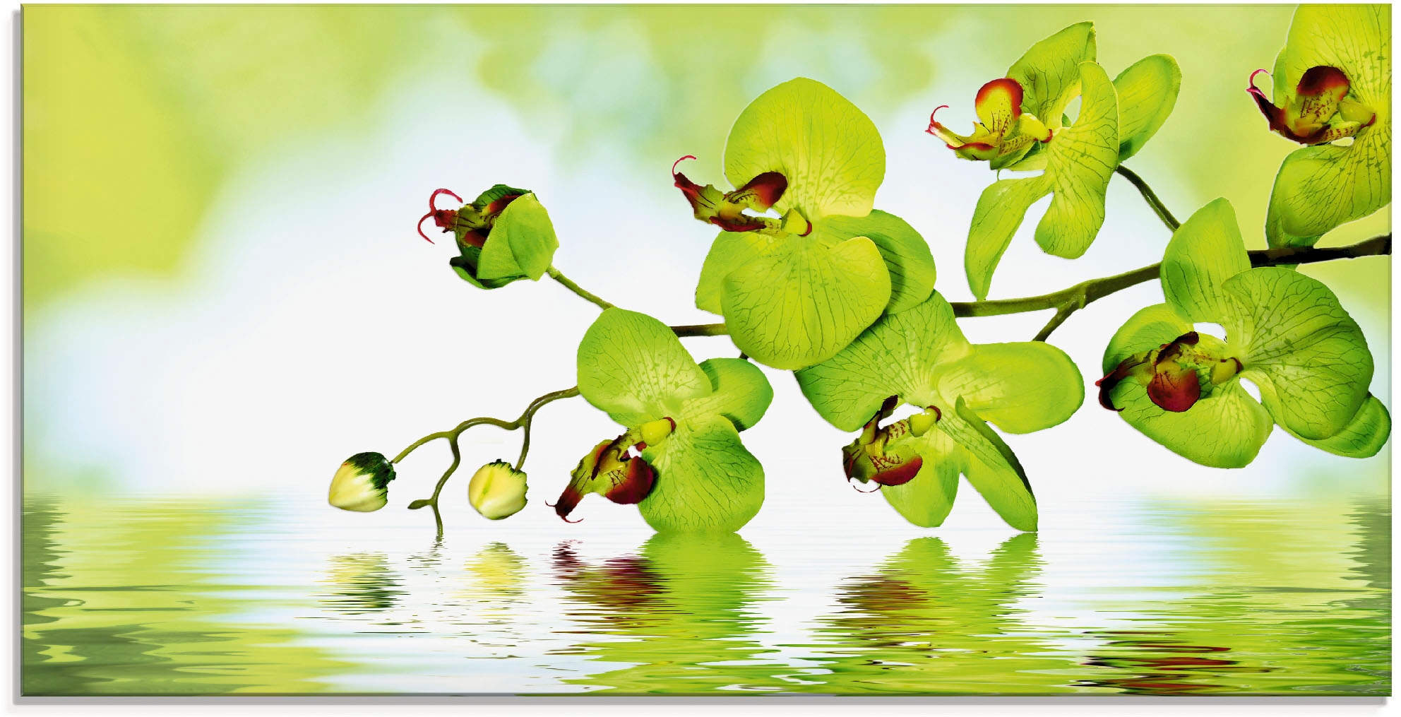 Artland Glasbild »Schöne Orchidee mit grünem Hintergrund«, Blumen, (1 St.), in verschiedenen Größen