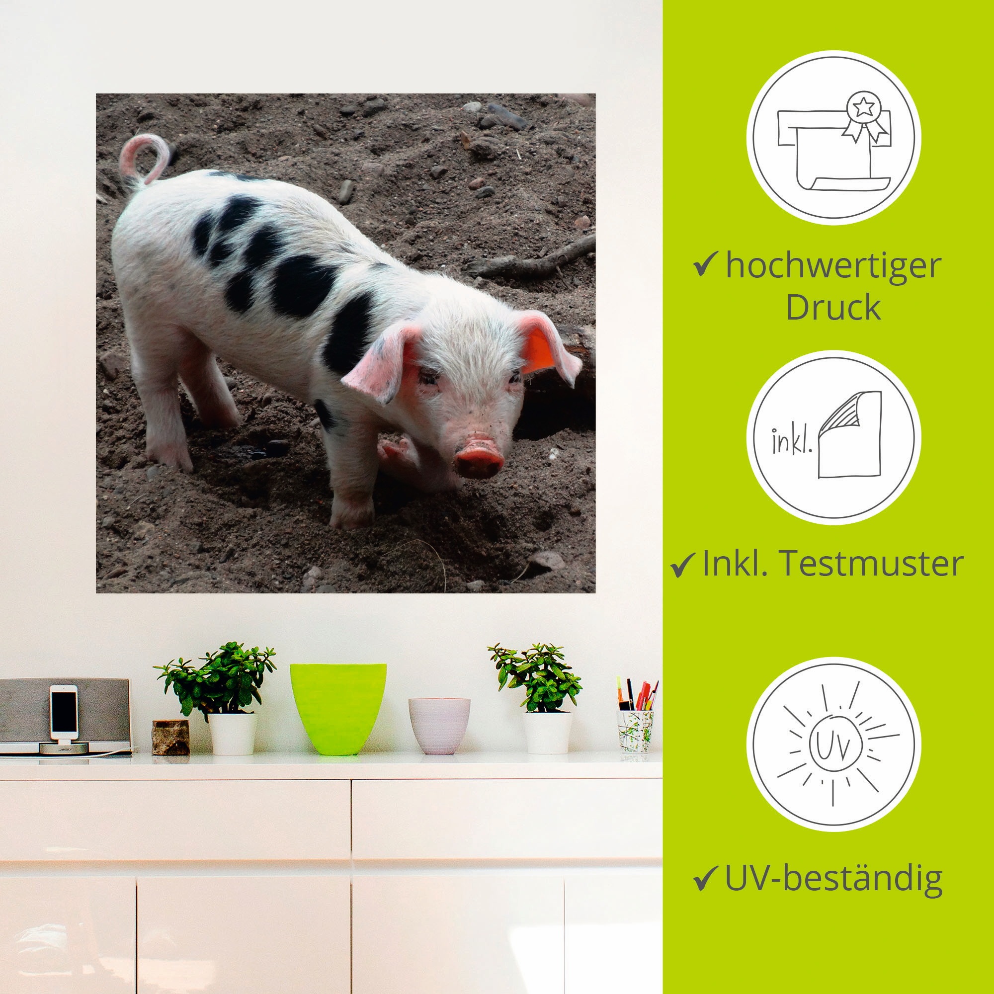 Artland Wandfolie »Niedliches Ferkel«, Haustiere, (1 St.), selbstklebend