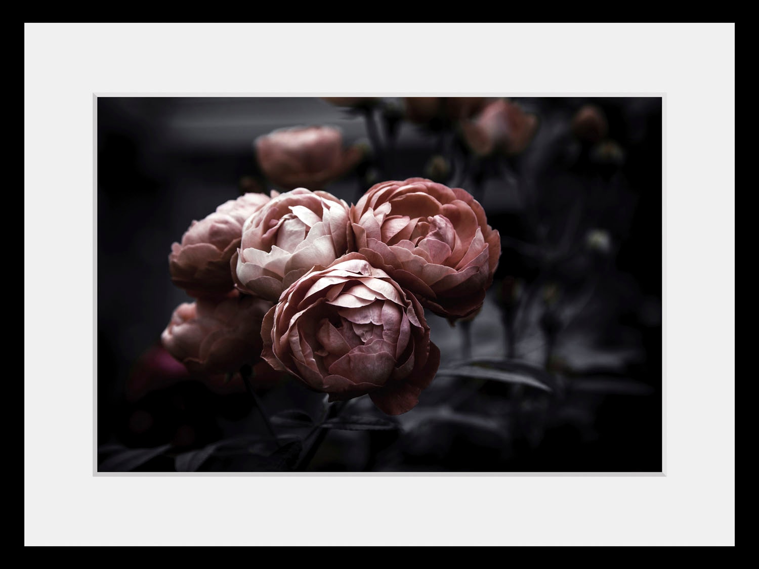 queence Bild »Tabea«, Blumen, (1 St.) bei OTTO