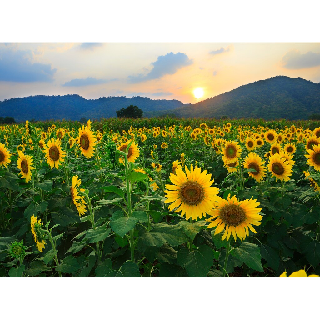 Papermoon Fototapete »Sunflower Field«