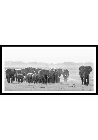 Spiegelprofi GmbH Bild »Elefanten«, hochwertiger Kunstdruck, Rahmen schwarz kaufen