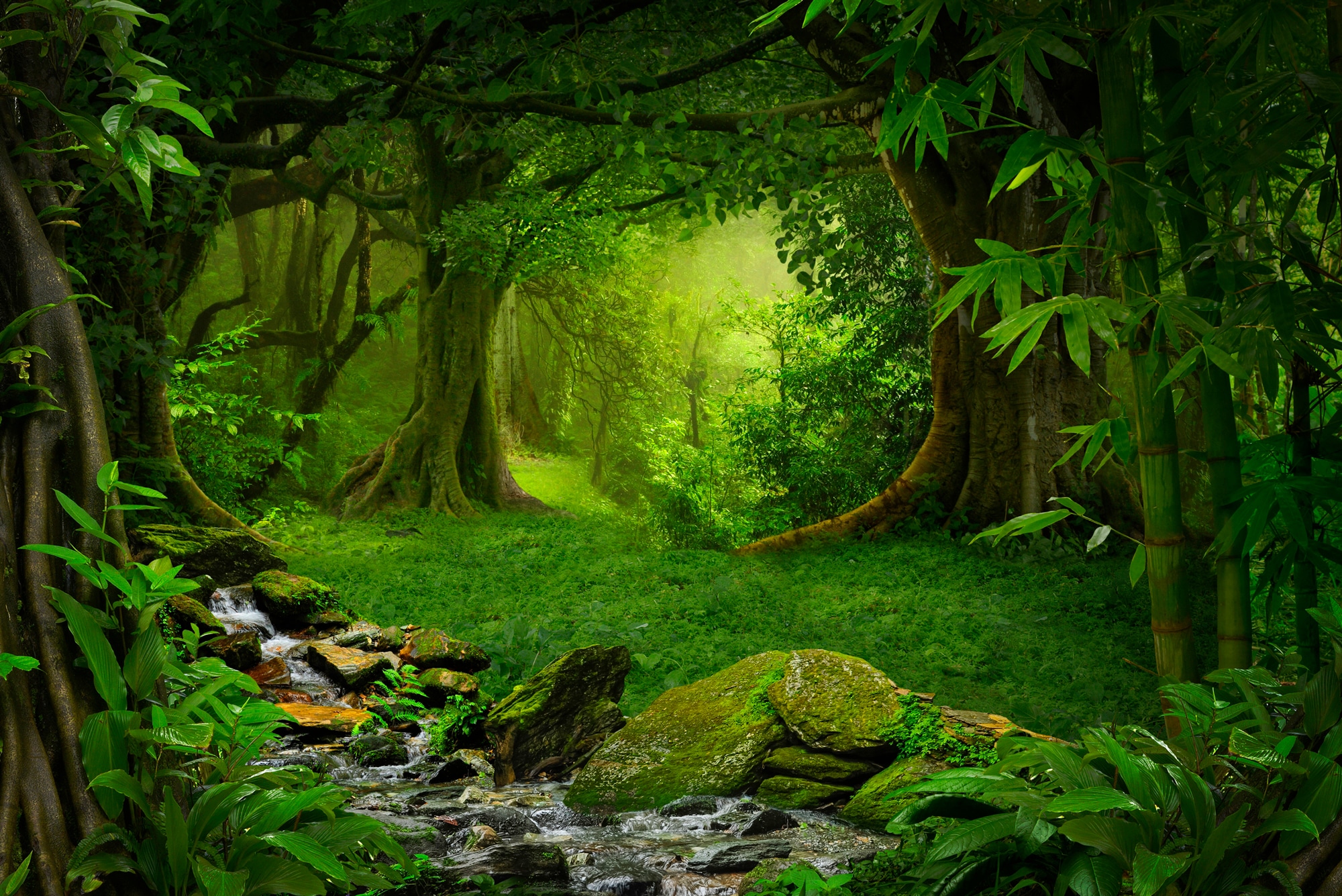 Fototapete »TROPISCHER WALD-BAUM DSCHUNGEL SONNE WEG PALMEN BACH«