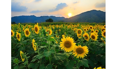 Papermoon Fototapete »Sunflower Field« kaufen