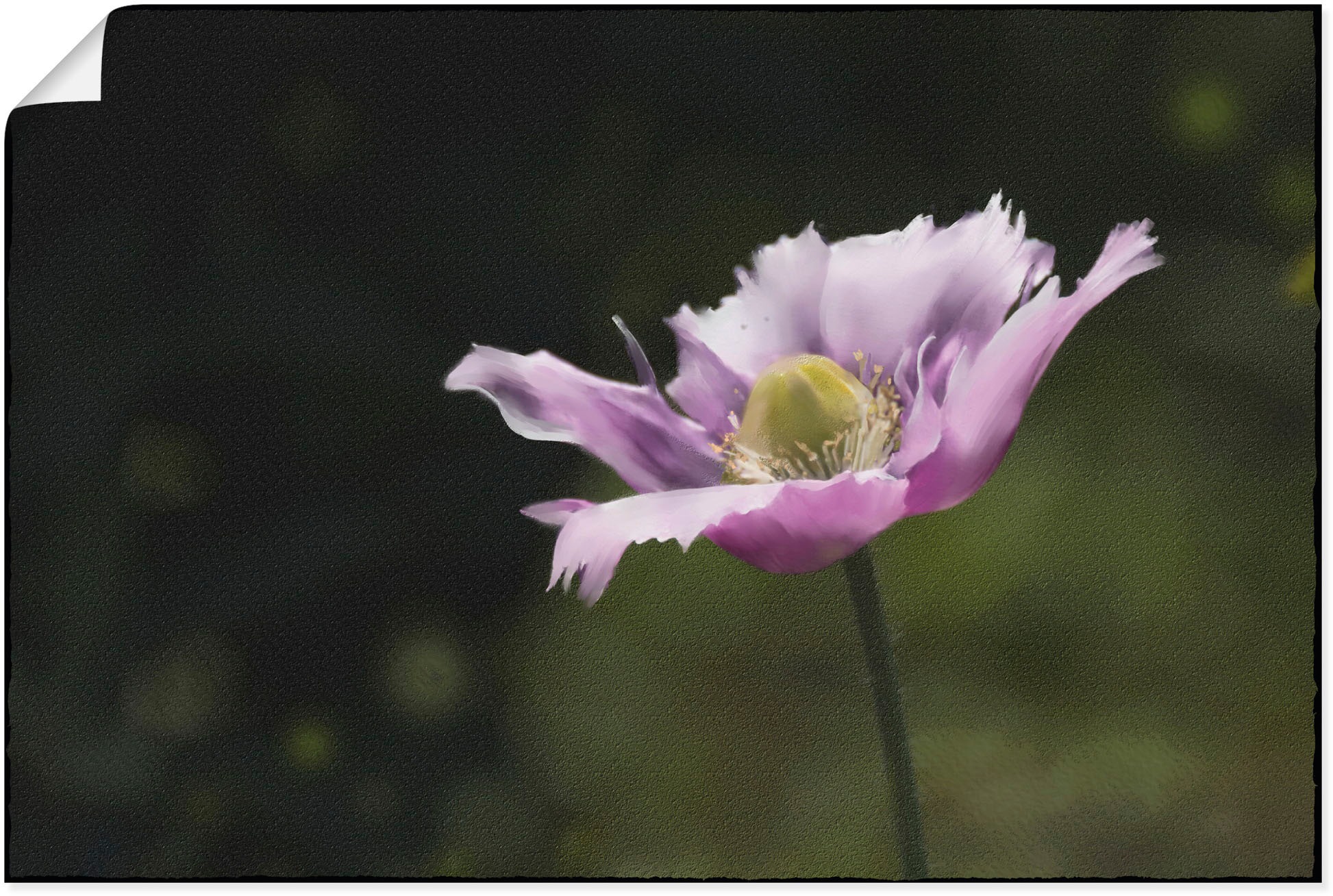 Artland Wandbild »Schlafmohn«, Blumenbilder, (1 St.), in vielen Größen & Produktarten - Alubild / Outdoorbild für den Außenbereich, Leinwandbild, Poster, Wandaufkleber / Wandtattoo auch für Badezimmer geeignet