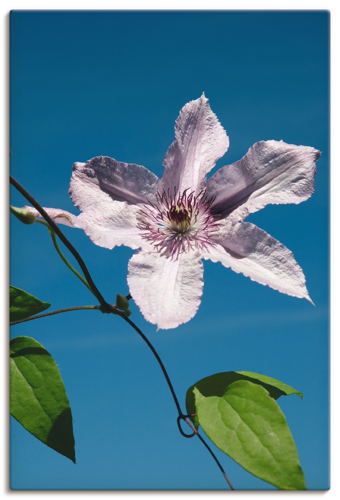 Artland Wandbild »Klematis«, Blumen, (1 St.), in vielen Größen & Produktarten - Alubild / Outdoorbild für den Außenbereich, Leinwandbild, Poster, Wandaufkleber / Wandtattoo auch für Badezimmer geeignet