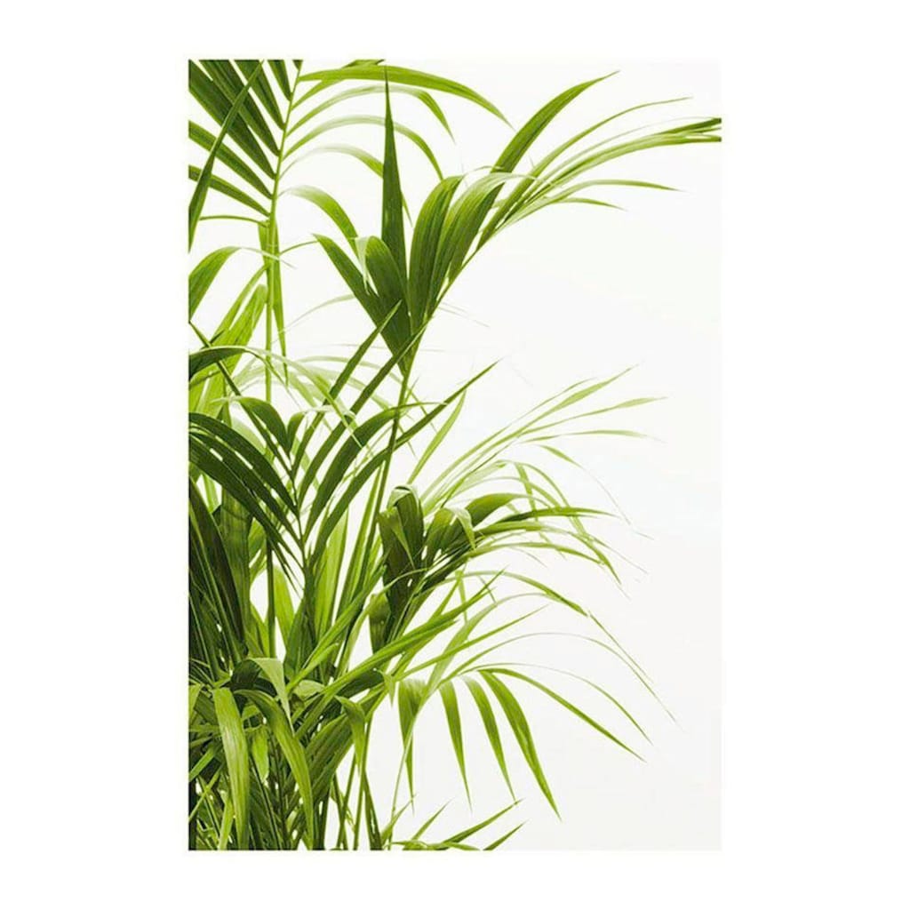 Komar Poster »Reed Leaves«, Pflanzen-Blätter, (1 St.)
