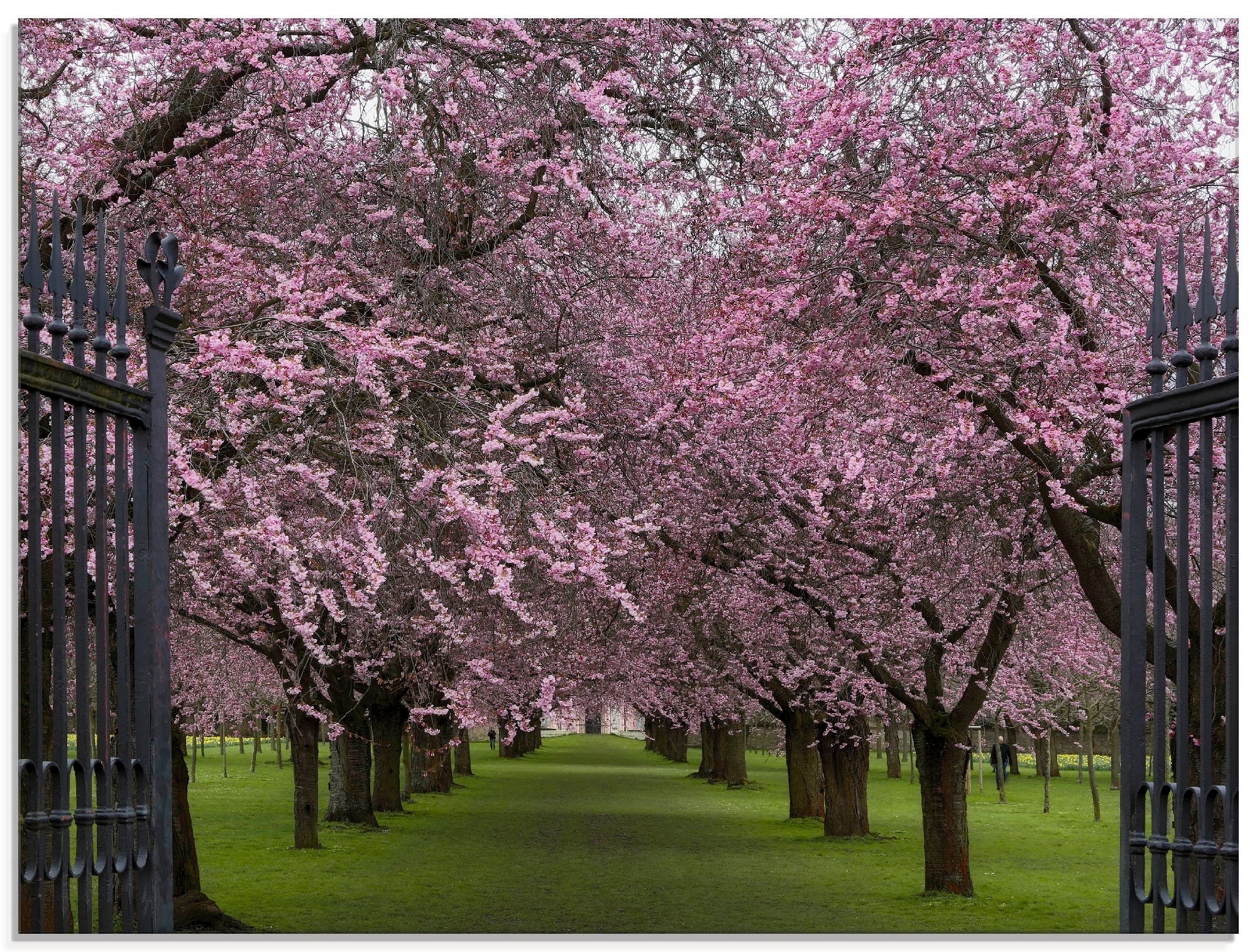 Artland Glasbild »Hanami«, Wiesen & Bäume, (1 St.)