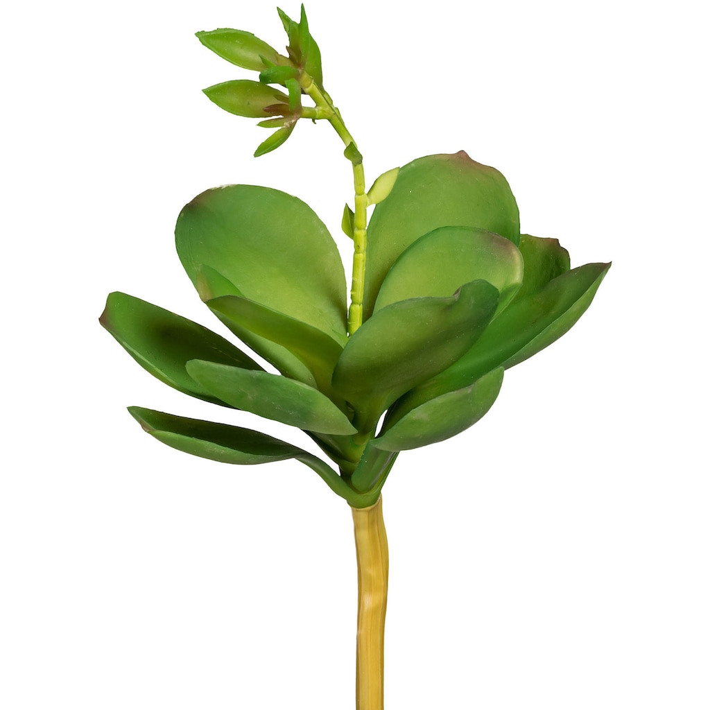 Creativ green Kunstpflanze »Echeveria mit Blüte«
