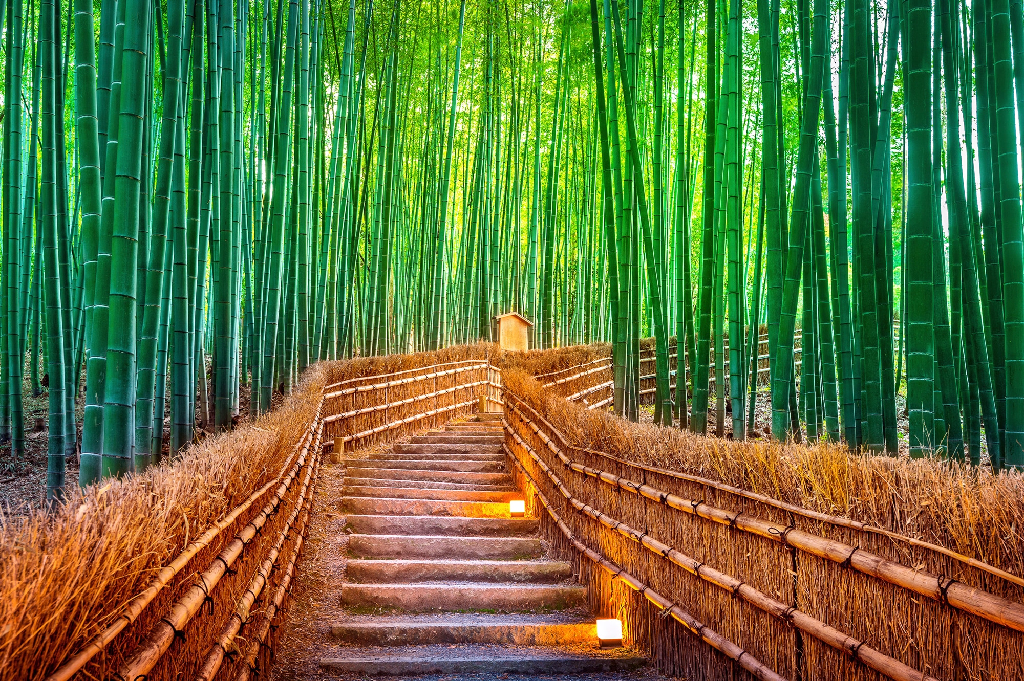 Papermoon Fototapete »BAMBUS-WALD-KYOTO«