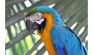 Fototapete »Papagei«