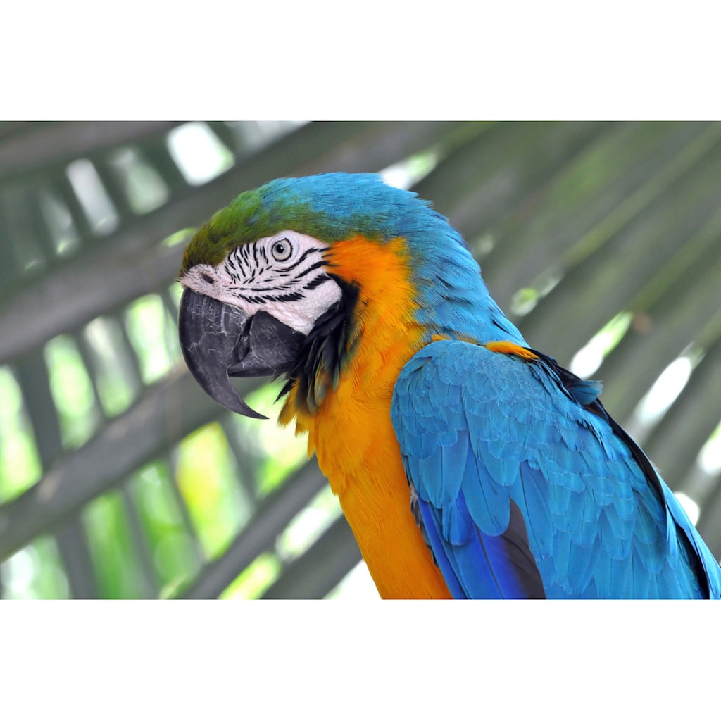 Papermoon Fototapete »Papagei«