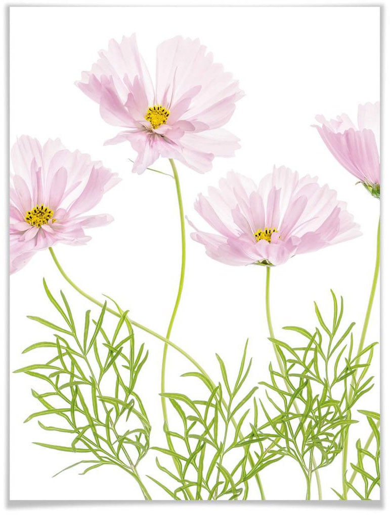 Wall-Art Poster »Sommerblume«, Blumen, (1 St.), Poster ohne Bilderrahmen