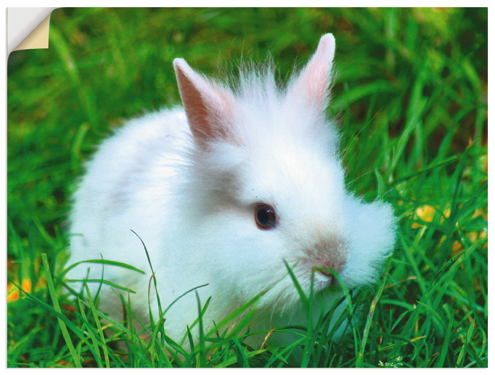 im verschied. Wildtiere, als Wandaufkleber Baby«, Zwergkaninchen St.), in Wandbild Shop OTTO Größen »Weißes Poster, (1 Online Artland