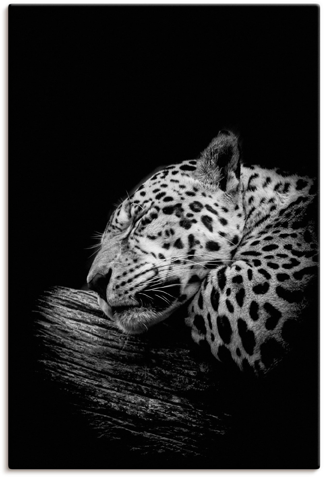 Artland Wandbild »Der schlafende Jaguar«, Outdoorbild, in St.), Wildtiere, (1 Alubild, als Leinwandbild, verschied. Größen Poster OTTO bei