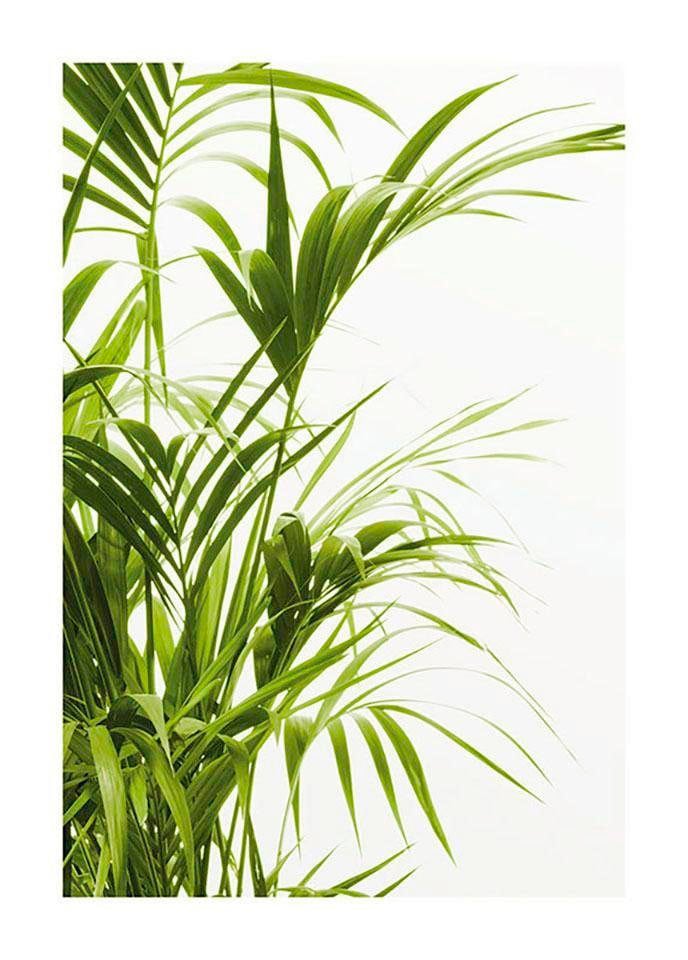 Komar Poster »Reed kaufen Leaves«, Kinderzimmer, im Wohnzimmer Online Shop Pflanzen-Blätter, St.), Schlafzimmer, OTTO (1