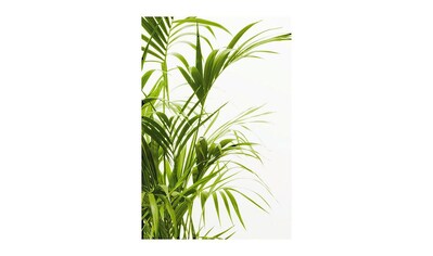 Komar Poster »Reed Leaves«, Pflanzen-Blätter, Höhe: 40cm kaufen