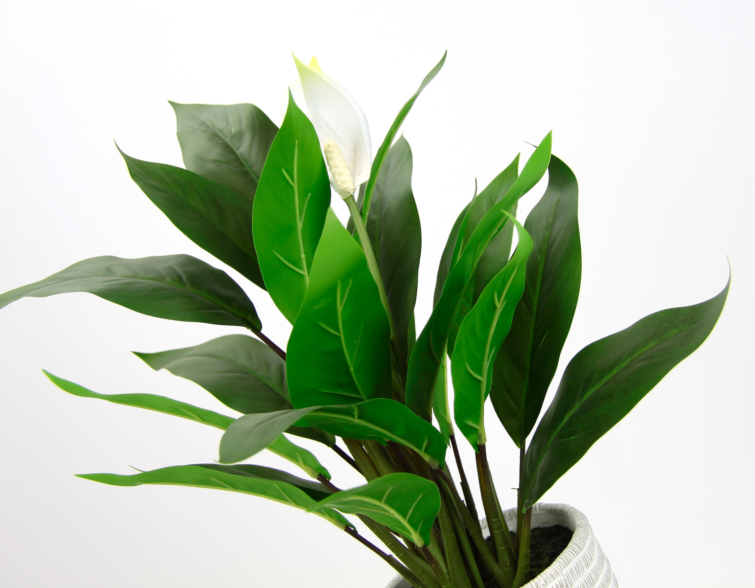 I.GE.A. Kunstpflanze »Spathiphyllum«, im Topf Anthurie Calla Flamingoblume exotische Pflanze weiße Blüten
