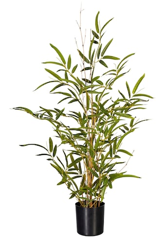 Creativ green Künstliche Zimmerpflanze »Bambus«, (1 St.) bestellen im OTTO  Online Shop