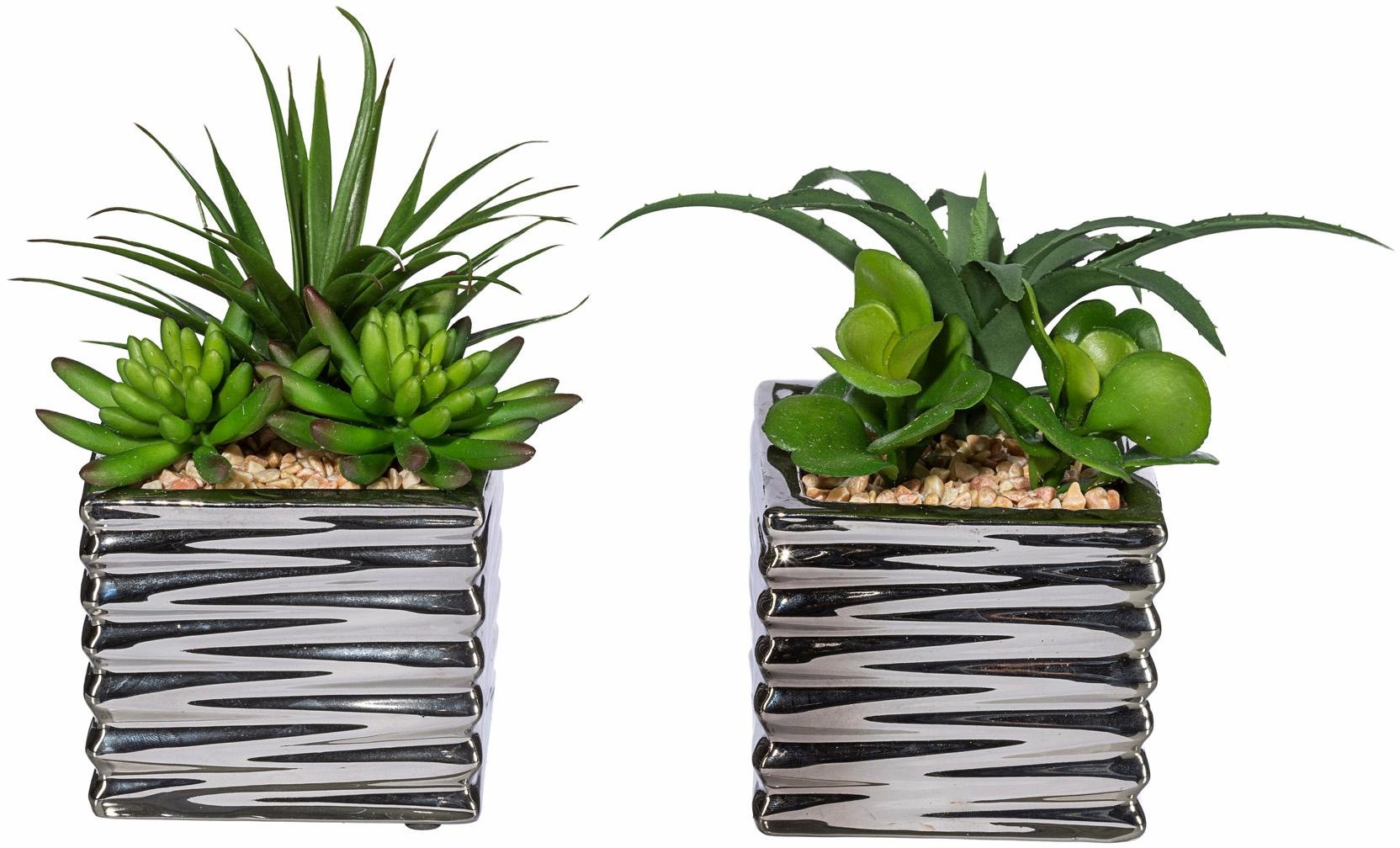 Creativ green Kunstpflanze »Sukkulenten«, (Set, 2 St.) kaufen